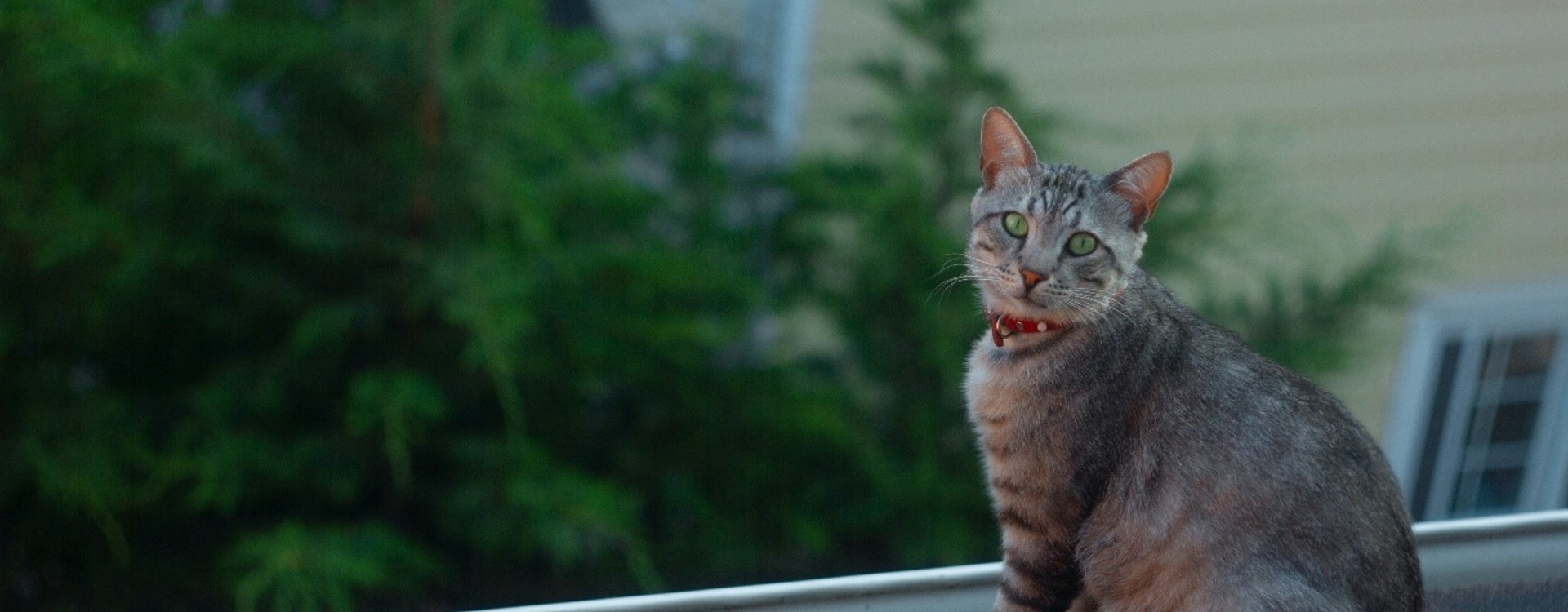 How to walk safely on a GERARD roof?